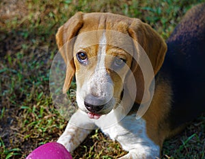 Little Daisy Dew Cutest Beagle in the World