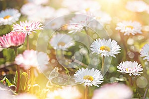 Little daisy flower, flowering daisy flowers in meadow, beautiful nature in spring