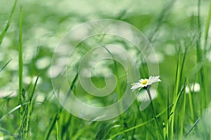 Little daisy flower in green grass