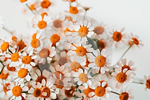 Little daisy flowers bouquet over white. Summer or spring nature background