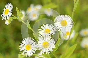 Little daisy flowers in nature