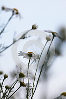 Little daisy in the garden. Soft focus