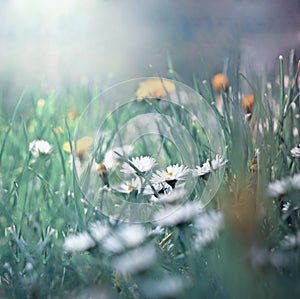 Little daisy in grass