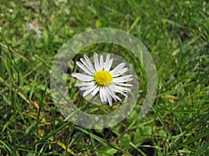 Little daisy in the green grass on a big green meadow