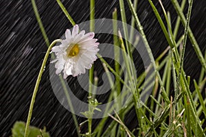 Little daisy growing in the grass in the meadow. A small flower with raindrops on the petals