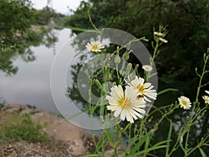 Little daisy by the river