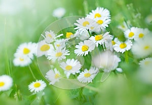 Little daisy - Spring daisy