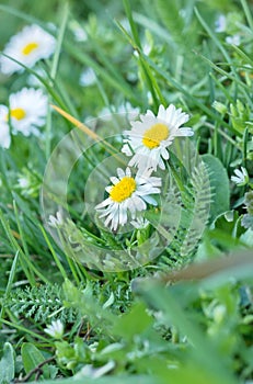Little daisy in spring