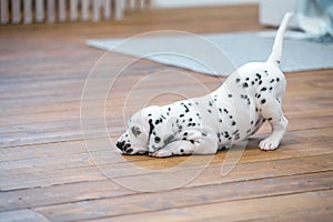 Little Dalmatian puppy