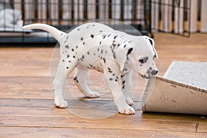 Little dalmatian puppy