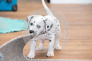 Little dalmatian puppy