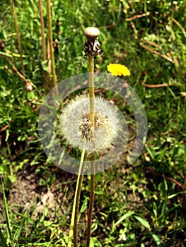 Little dandelion flower growing on the grass field.