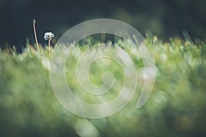 Little dandelion over blurred grass in Mutilva, Spain