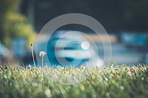 Little dandelion over blurred grass in Mutilva, Spain