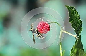 Little dangerous wasp flew to ripe red raspberry berry and drin