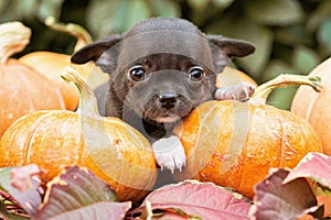 A little dark chihuahua puppy, on pumpkins