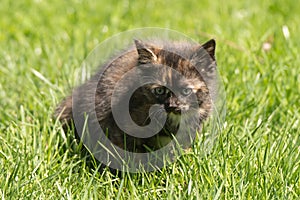 Little dark-coloured kitten on the grass