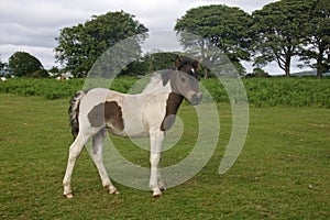 Little Dartmoor Foal