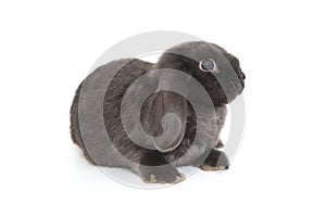 Little decorative fold rabbit in grey