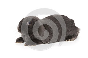 Little decorative fold rabbit in grey