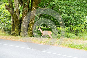 Little Deer on Country Road