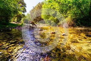 Little deer drinking water from mountain stream with golden colors