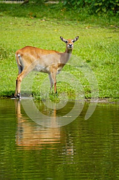 A little deer at the lake in forest