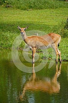 A little deer at the lake in forest