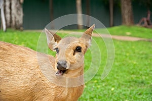 Little deer made funny face and find to eat grass