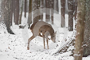 Little deer on the snow in forest