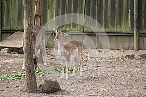Little deer in a zoo nature