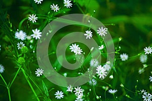 Little delicate white flowers blossom on blurred green grass background close up, small gentle daisies soft focus macro chamomiles