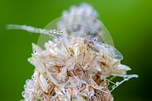 Little dewy winged aphid on grass