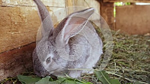 Little different colored rabbits in a cage. They eat fresh grass