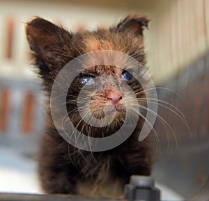 Little dirty kitten with eye disease due to infection