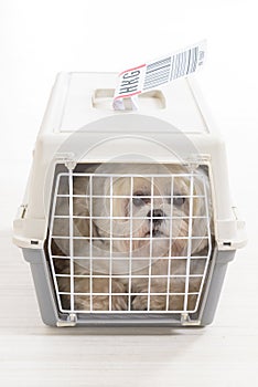 Little dog in the airline cargo pet carrier
