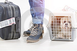 Little dog in the airline cargo pet carrier