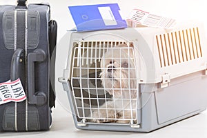 Little dog in the airline cargo pet carrier