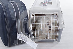 Little dog in the airline cargo pet carrier