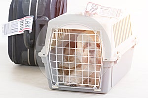 Little dog in the airline cargo pet carrier