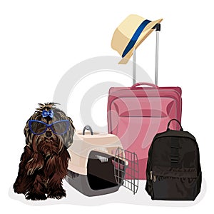 Little dog in the airline cargo pet carrier waiting at the airport.  Isolated on a white background.