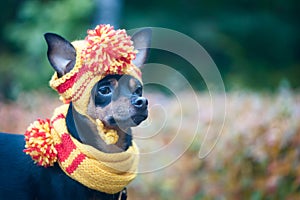 Little dog in an autumn hat and scarf. Funny, funny puppy. Theme of autumn, cold.