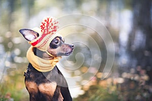 Little dog in an autumn hat and scarf. Funny, funny puppy. Theme of autumn, cold.A dog in clothes. Toy Terrier.