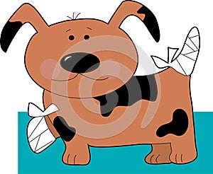 Little Dog in bandages