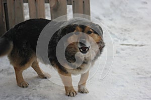 Little dog barking outdoor