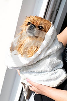 Little dog after a bath wrapped in a towel