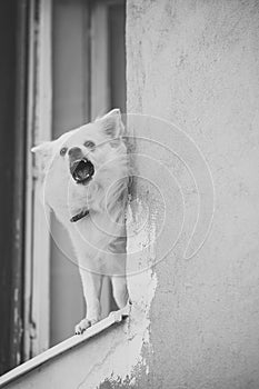 Little dog baying in window