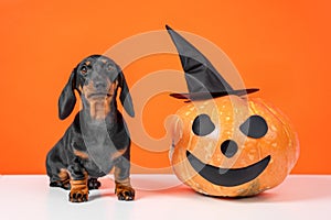 Little dog, big scary pumpkin with eye sockets, wearing witch hat Halloween