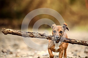 Little Dog, Big Stick