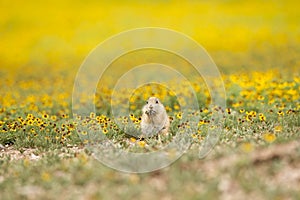 Little dog in big world photo